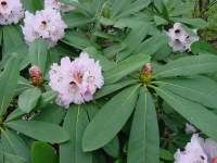 rhodo sutchuenense.JPG